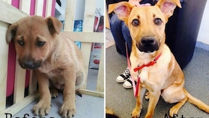 14 fotos de los perros antes y después de la adopción. El número 9 es lo más dul